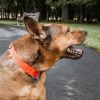 Pet Life 'Aero Mesh' 360 Degree Dual Sided Comfortable And Breathable Adjustable Mesh Dog Collar